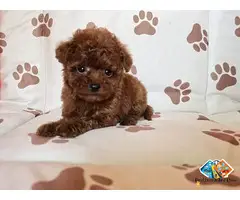 Red teacup poodle