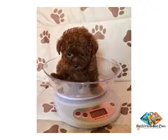 Red teacup poodle