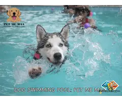 Where to Book a Dog Swimming Pool Near Me for Your Pet Today?