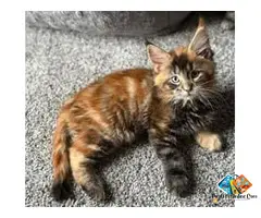 Maine Coon Kittens: Gentle Giants from Mega Coons