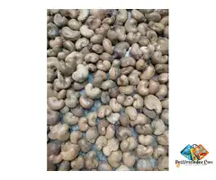 Ahmedabad Surat RAW cashew nuts wholesaler & supplier best price