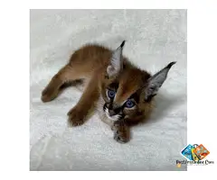 ******* kitten available