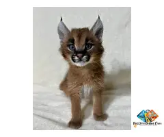 ******* kitten available
