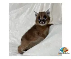 ******* kitten available