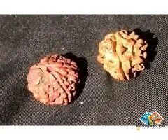 100% Ori***al Rare 1 Ek & 5 Mukhi Rudraksh Rudraksha with SHIVLING & OM