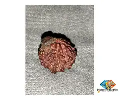 100% Ori***al Rare 1 Ek & 5 Mukhi Rudraksh Rudraksha with SHIVLING & OM