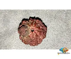 100% Ori***al Rare 1 Ek & 5 Mukhi Rudraksh Rudraksha with SHIVLING & OM