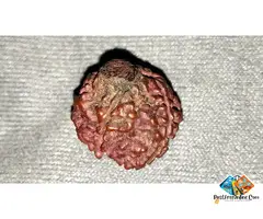 100% Ori***al Rare 1 Ek & 5 Mukhi Rudraksh Rudraksha with SHIVLING & OM