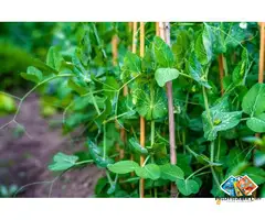 Bamboo Canes Supplier - Vantidebamboo