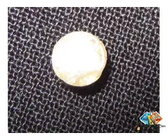 Natural Meena Mukta Matsya Mani Matshya Moti Ori***al Rare Fish Pearl