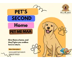 Best Dog Creche in Noida- Fun, Care & Daycare at Pet Me Maa