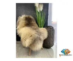 Natural, beautiful Melerade sheepskin