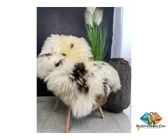 Dutch sheepskin and Texel - decorative carpet