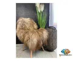 Dutch sheepskin and Texel - decorative carpet