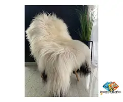 Long-pile Icelandic sheepskin rugs