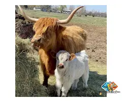 Mini highland cows