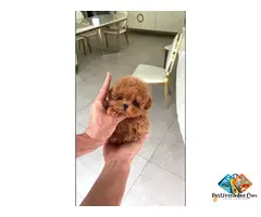 Beautiful poodle puppies