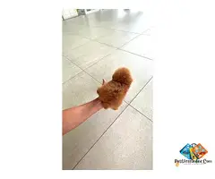 Beautiful poodle puppies