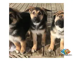 beautiful playful German Shepherd puppies