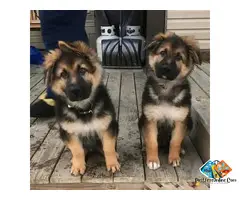 beautiful playful German Shepherd puppies
