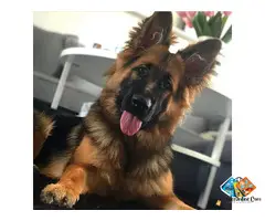 beautiful playful German Shepherd puppies