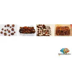 Bear Bile and Ox Gallstones for sale