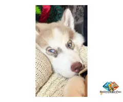 Siberian Husky