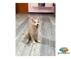 Siberian Husky