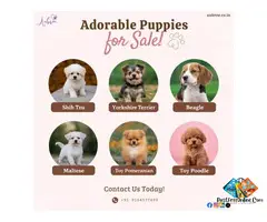 Beagle Puppies in Bangalore – Friendly & Healthy Pups at Aubree