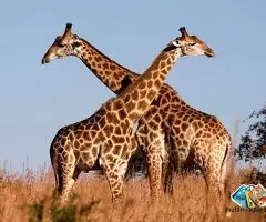 Animal Transportation Services in Thailand / 1