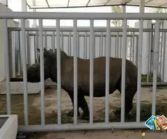 Animal Transportation Services in Thailand / 3