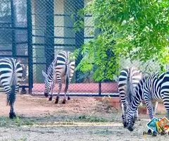 Export and Import Animal Services in Thailand / 1