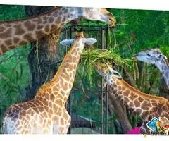 Export and Import Animal Services in Thailand / 3