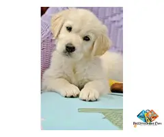 Golden Retriever puppy is more than just a pet—it's a lifelong friend filled with love, loyalty, and