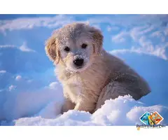 Golden Retriever puppy is more than just a pet—it's a lifelong friend filled with love, loyalty, and