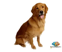 Every Golden Retriever puppy brings endless joy, loyalty, and unconditional love.