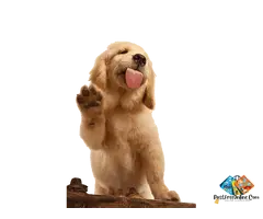 Every Golden Retriever puppy brings endless joy, loyalty, and unconditional love.