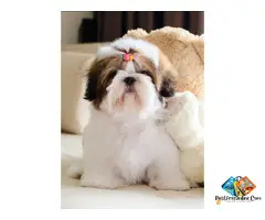 Adorable Shih Tzu Puppies for Sale – Loving Family Companions with a Gentle Nature