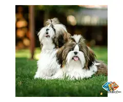 Adorable Shih Tzu Puppies for Sale – Loving Family Companions with a Gentle Nature