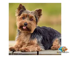 adorable yorkshire terrier puppies available for you | perfect family companions