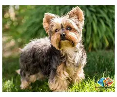 adorable yorkshire terrier puppies available for you | perfect family companions