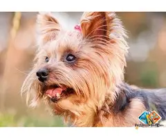 Loving yorkshire terrier puppies available for you | intelligent family companions