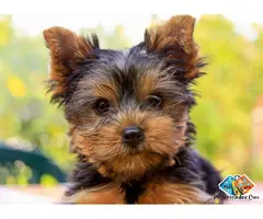 Loving yorkshire terrier puppies available for you | intelligent family companions
