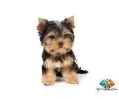 charming yorkshire terrier puppies available for you | tiny companions with big hearts