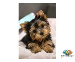 charming yorkshire terrier puppies available for you | tiny companions with big hearts