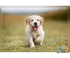 adorable golden retriever puppies available for you | the perfect family companion