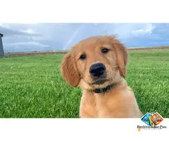 adorable golden retriever puppies available for you | the perfect family companion