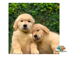 Friendly golden retriever puppies available for you | loyal companions for every family