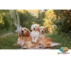 Friendly golden retriever puppies available for you | loyal companions for every family
