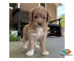 QUEENIE – GOLDENDOODLE PUPPYOkay